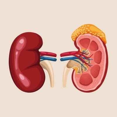 ayurvedic kidney treatment